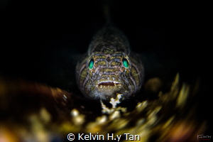 A diff colour Tiger goby by Kelvin H.y Tan 